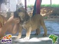 In Memorian - Fila Brasileiro Filhotes -  Canil Singular - Filhos Bridanino